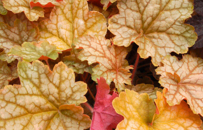 Purpurglöckchen (Heuchera) 'Elite' in verschiedenen Sorten - winterhart