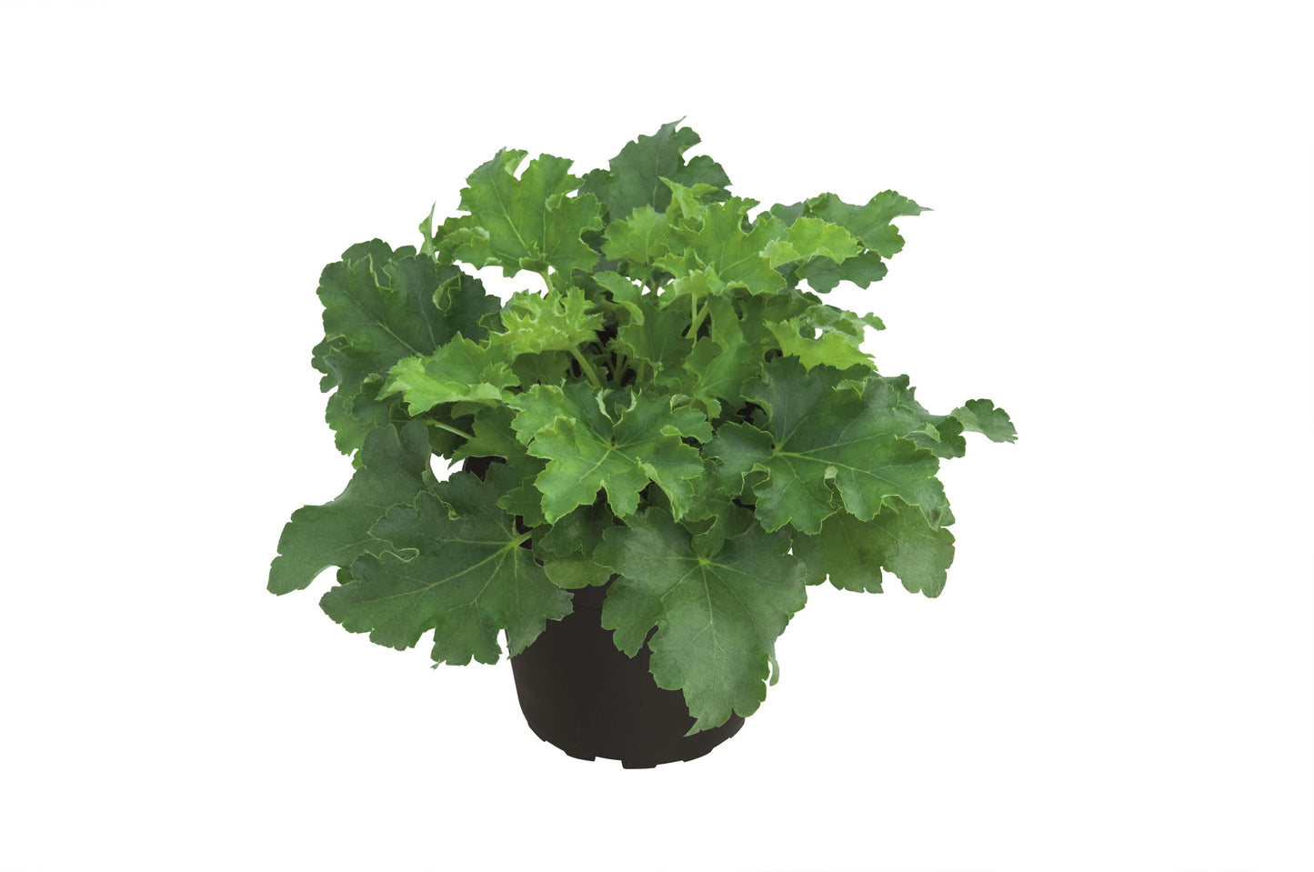 Purpurglöckchen (Heuchera) 'Elite' in verschiedenen Sorten - winterhart