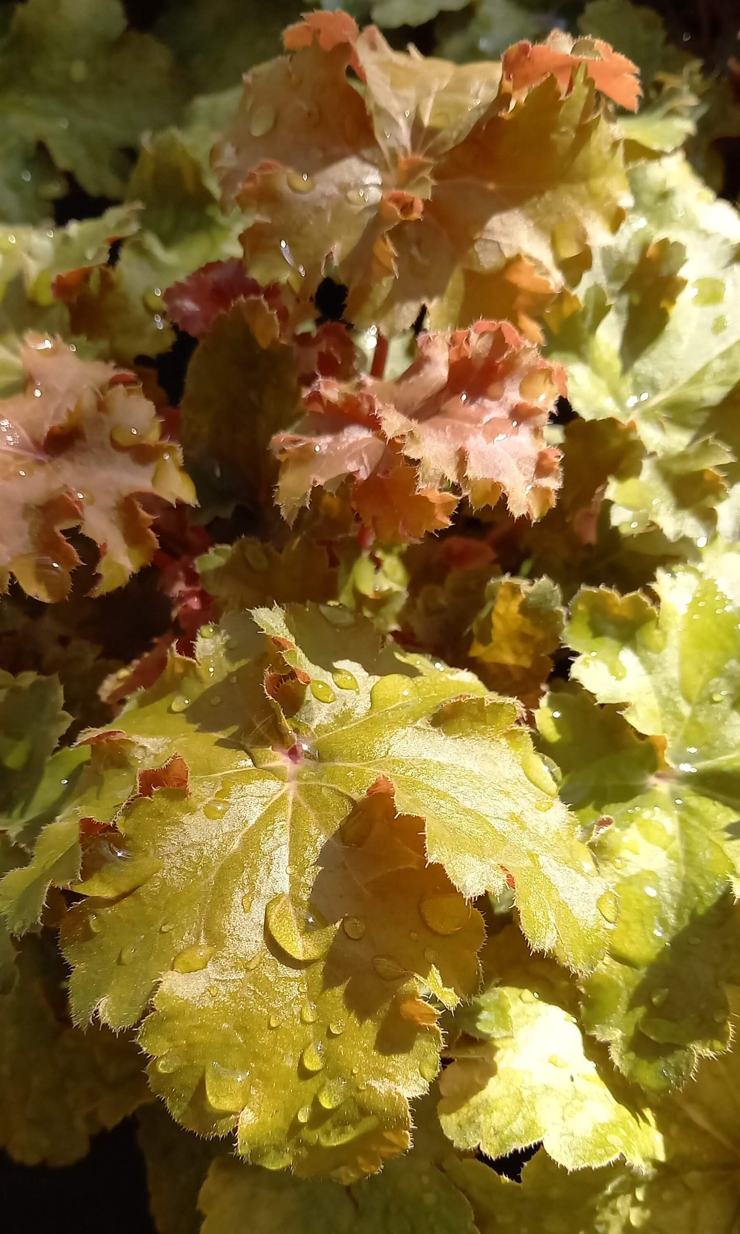 Purpurglöckchen (Heuchera) 'Elite' in verschiedenen Sorten - winterhart