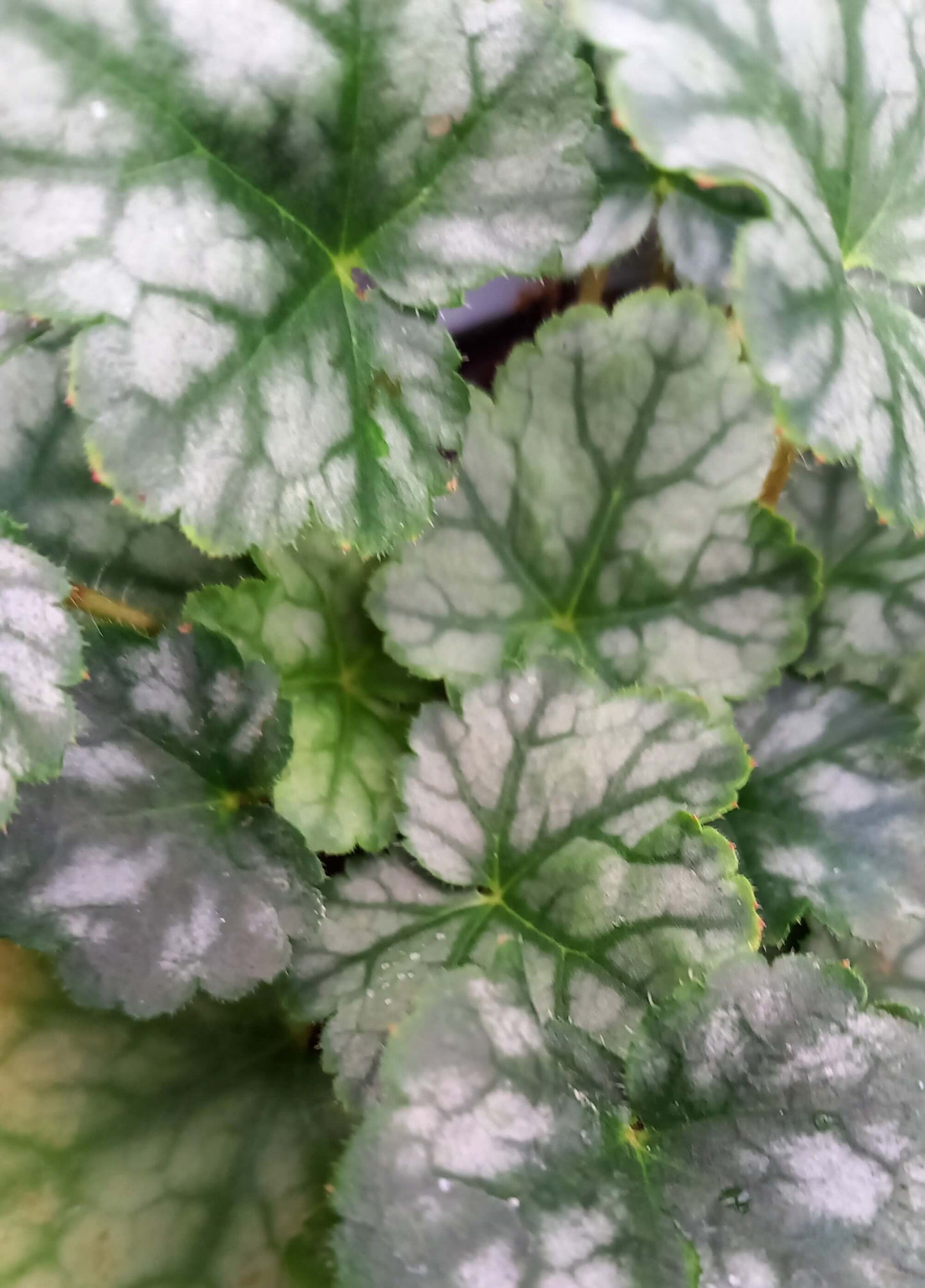 Purpurglöckchen (Heuchera) 'Elite' in verschiedenen Sorten - winterhart