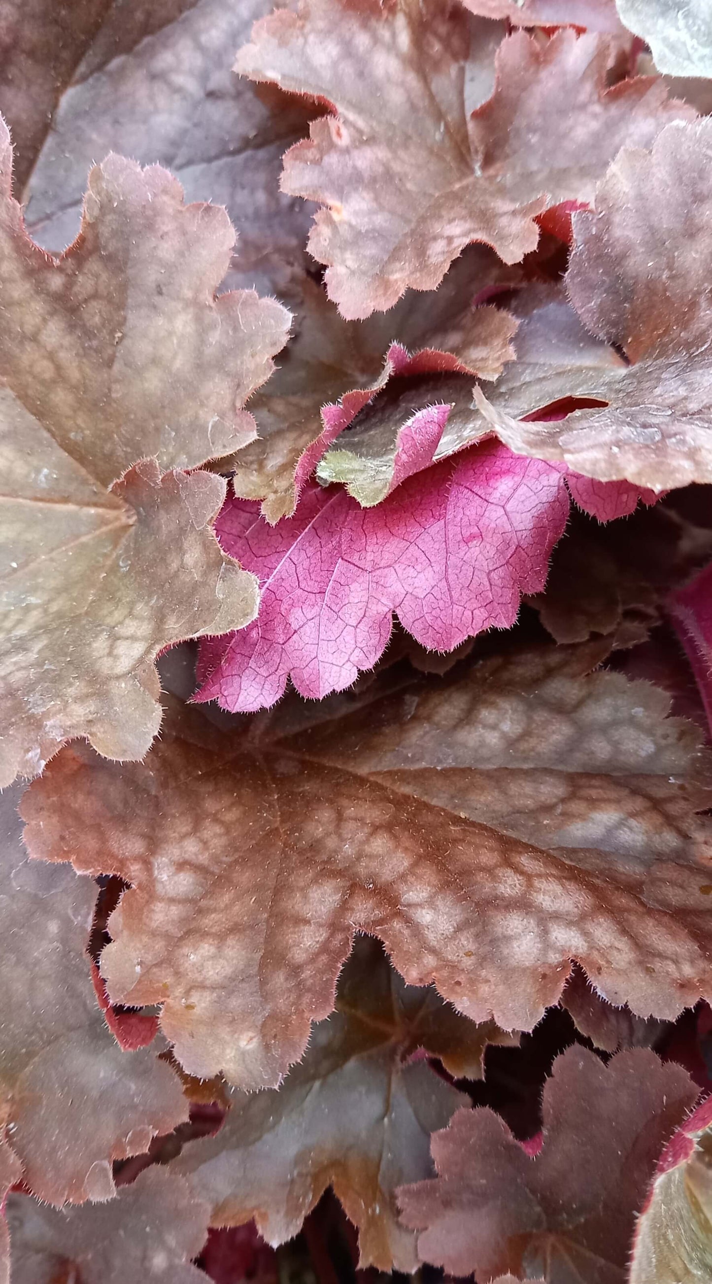 Purpurglöckchen (Heuchera) 'Elite' in verschiedenen Sorten - winterhart