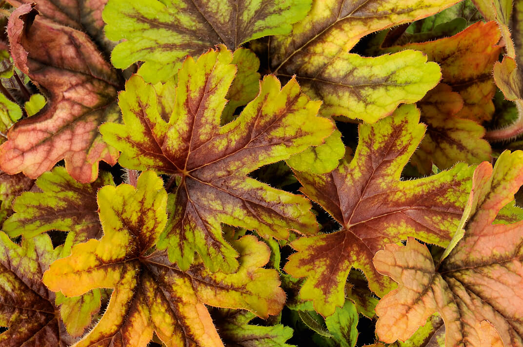 Schaumglöckchen (Heucherella tiarelloides) in verschiedenen Sorten - winterhart