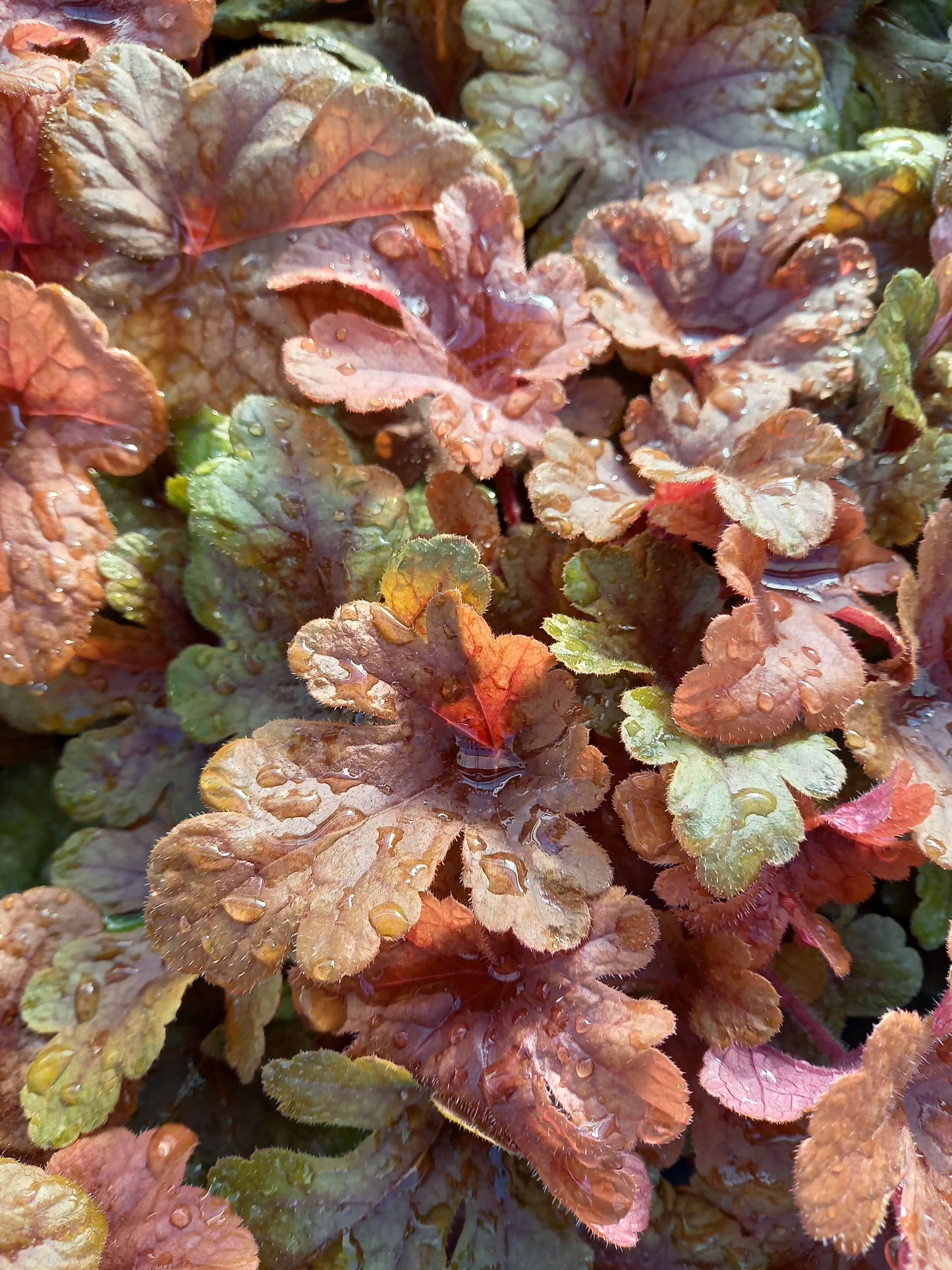 Schaumglöckchen (Heucherella tiarelloides) in verschiedenen Sorten - winterhart