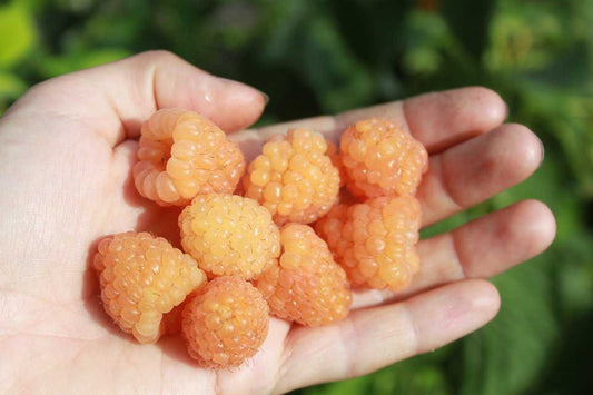 Herbst-Himbeere 'Schlaraffia® Golddigger®' T12