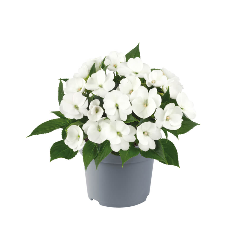 Sonnen-Lieschen (Impatiens) 'SunPatiens®' in verschiedenen Farben