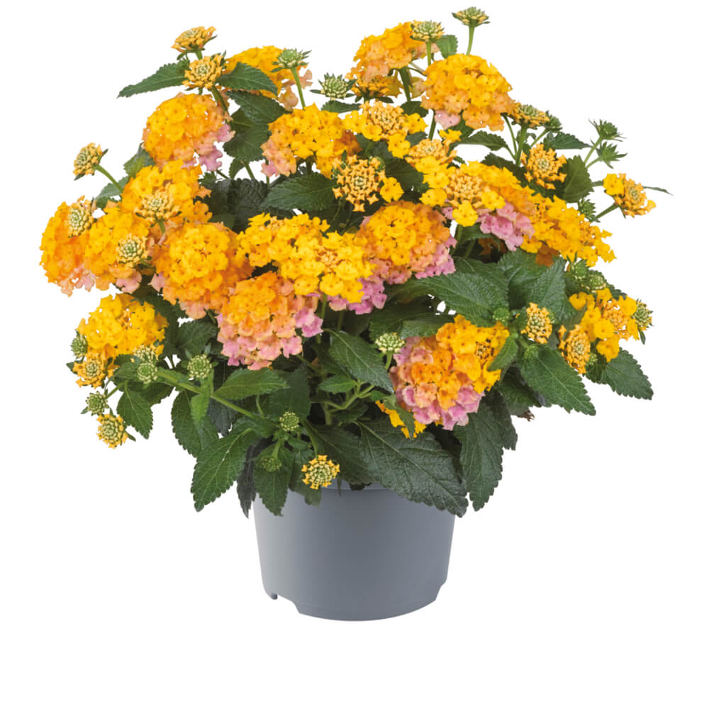 Wandelröschen (Lantana) 'Shamrock' in verschiedenen Farben