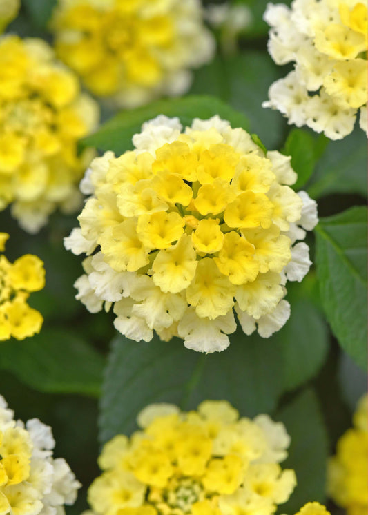 Wandelröschen (Lantana) 'Shamrock' in verschiedenen Farben