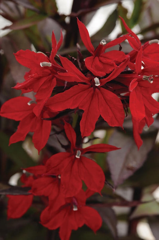 Staudenlobelie (Lobelia speciosa) 'Starship™ Scarlet Bronze Leaved' T12 - winterhart