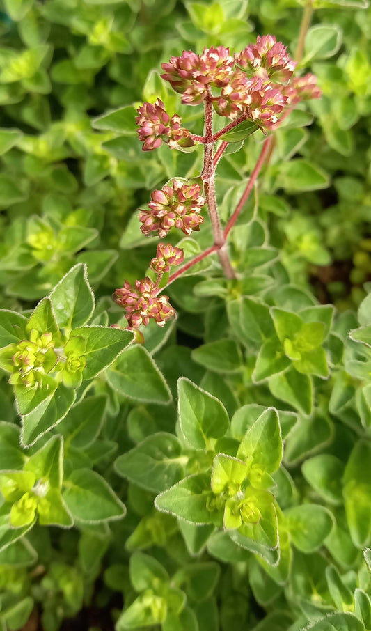 Echter Oregano (Origanum vulgare) 'Vitara® Green' T12