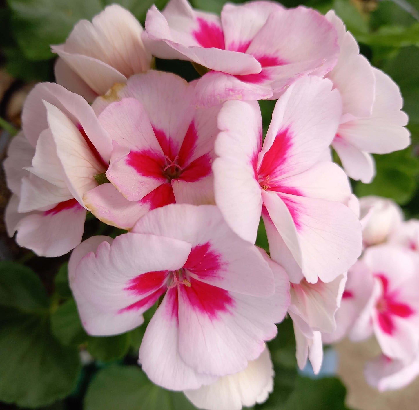 Geranie, stehend (Pelargonium zonale) in verschiedenen Farben | 2 Stück