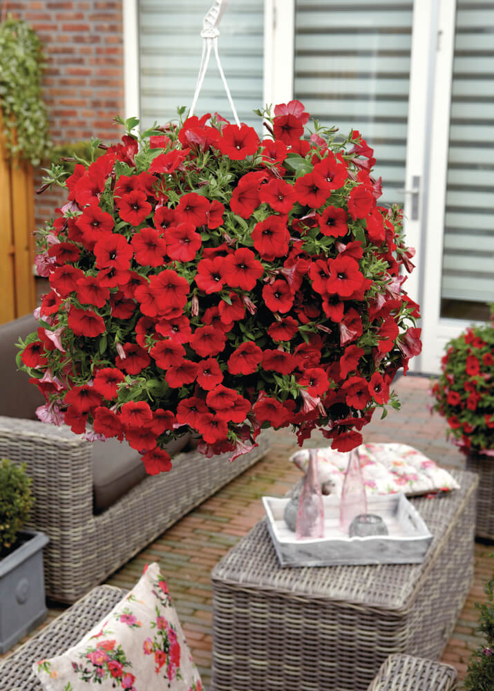 Petunie (Petunia) im Spar-Set | 12 Pflanzen