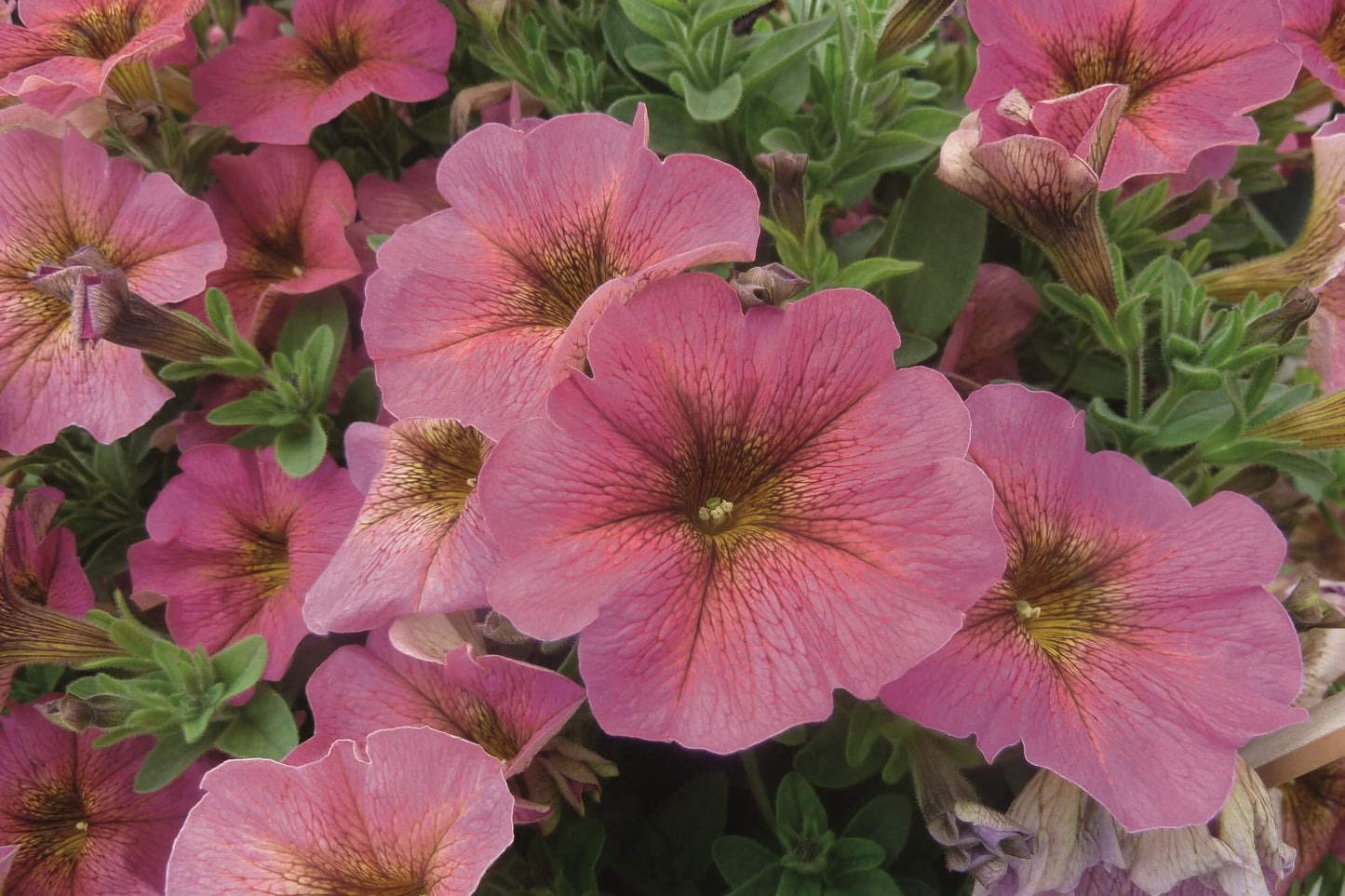 Petunie (Petunia) im Spar-Set | 12 Pflanzen