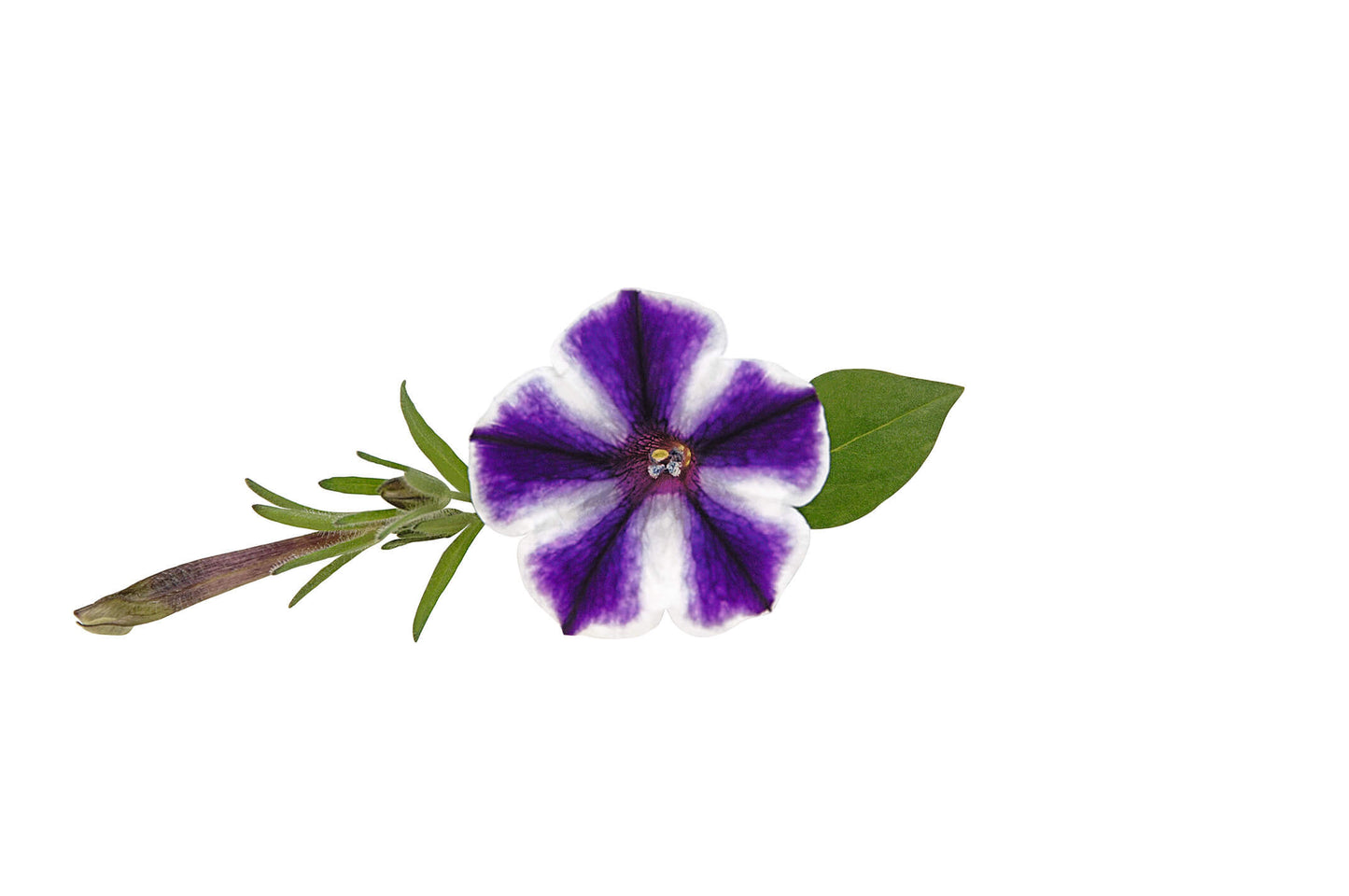 Petunie (Petunia) im Spar-Set | 12 Pflanzen