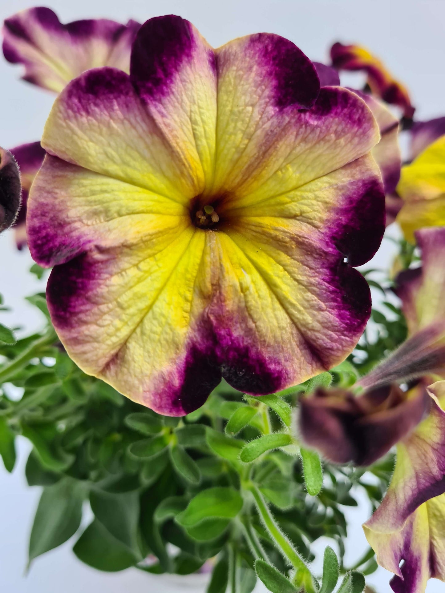 Petunie (Petunia) im Spar-Set | 12 Pflanzen