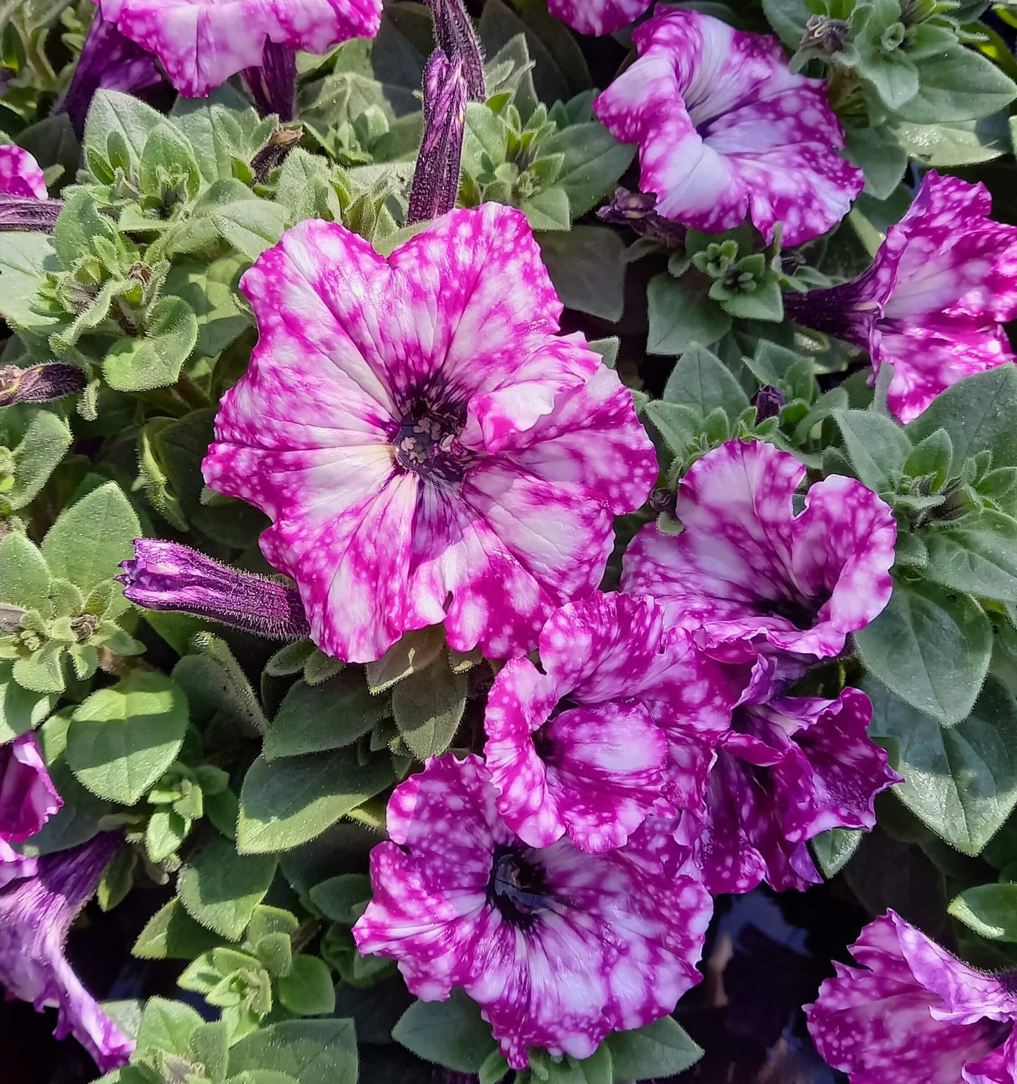 Petunie (Petunia) im Spar-Set | 12 Pflanzen