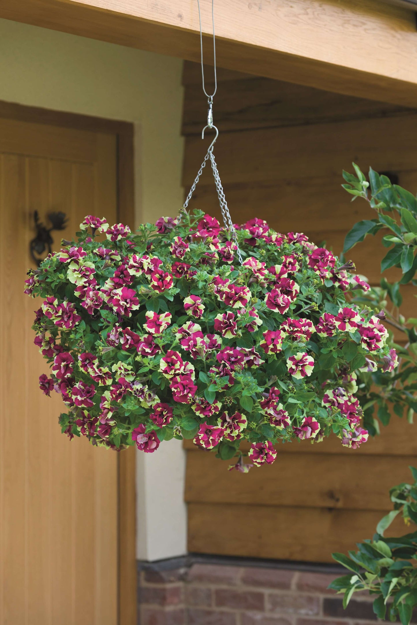 Petunie (Petunia) im Spar-Set | 12 Pflanzen