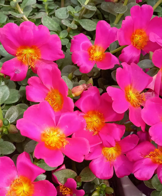 Portulak-Röschen (Portulaca oleracea) 'Pazzaz Nano™' in verschiedenen Farben