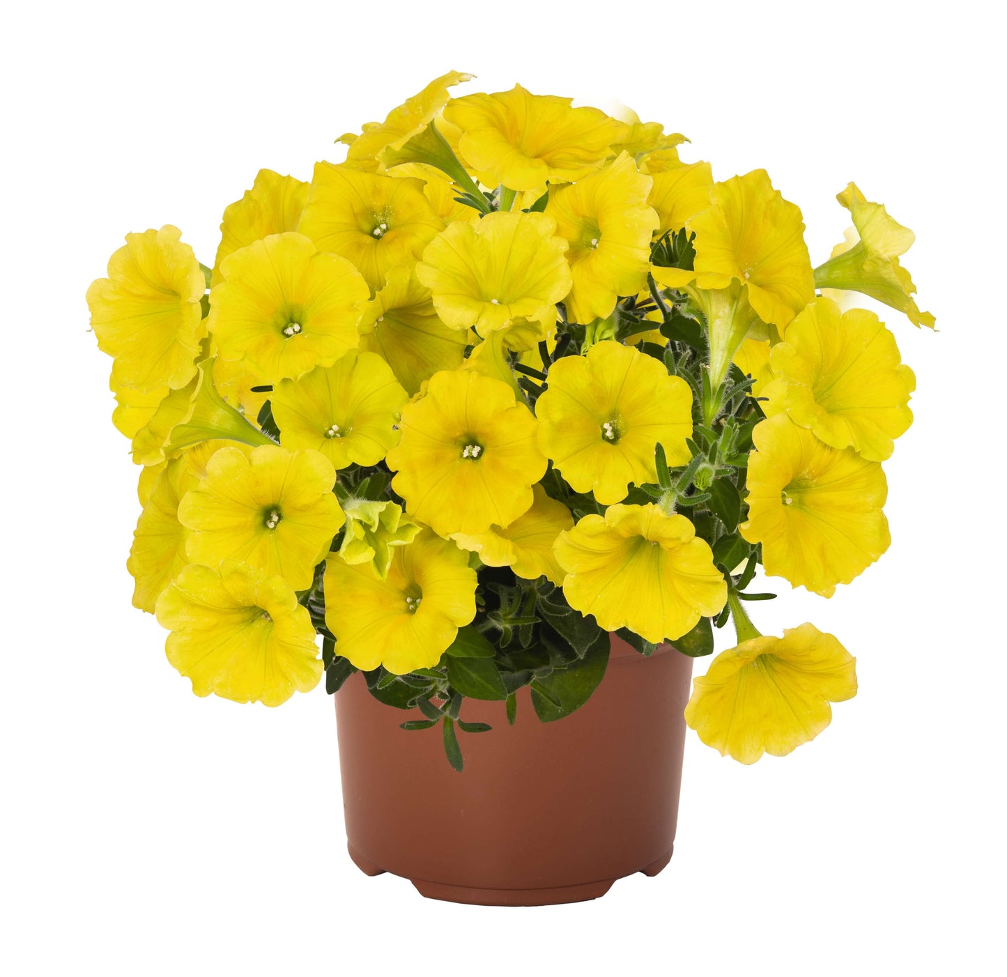 Petunie (Petunia) im Spar-Set | 12 Pflanzen