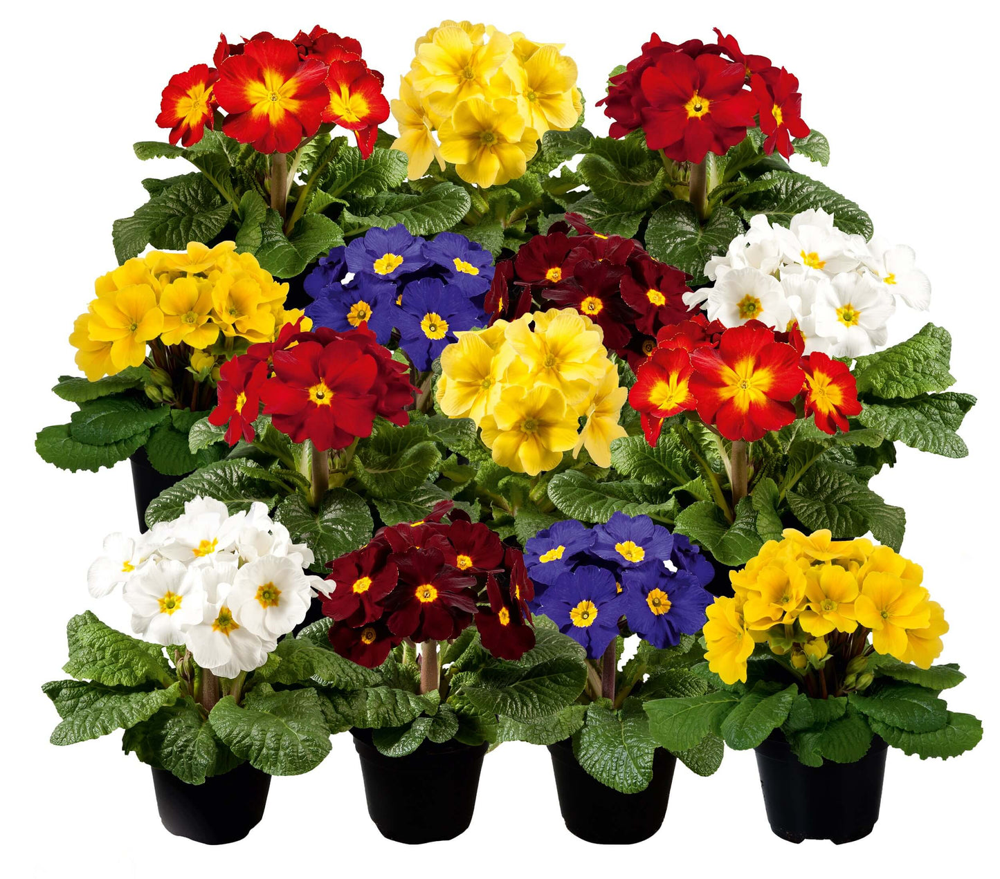 Stielprimel (Primula elatior) 'Inara®' in verschiedenen Farben