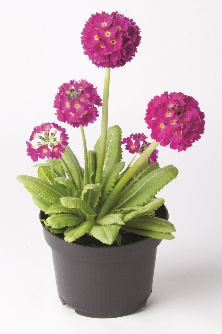 Kugel-Primel (Primula denticulata) 'Prom' in verschiedenen Farben