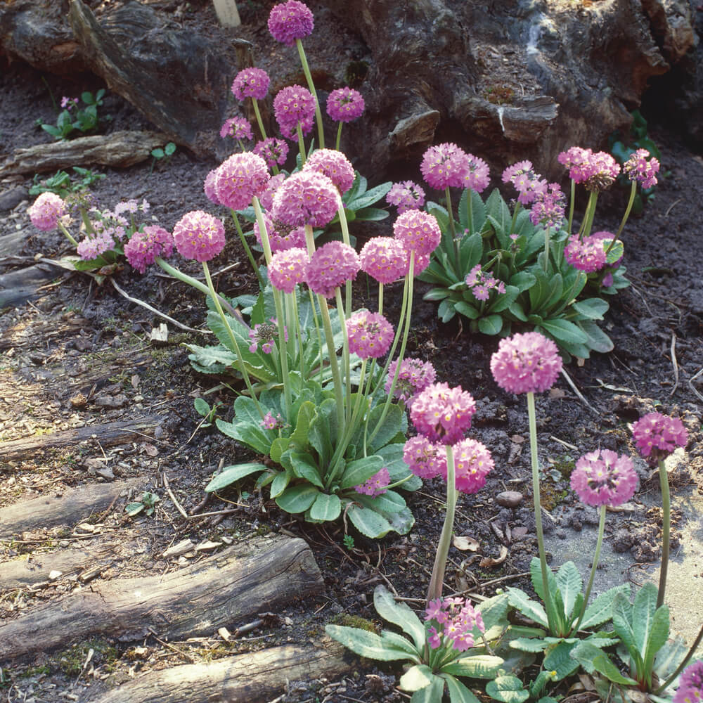 Kugel-Primel (Primula denticulata) 'Prom' in verschiedenen Farben