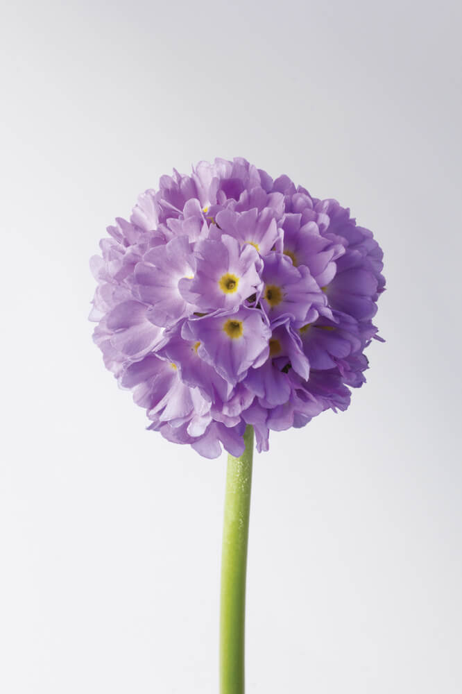 Kugel-Primel (Primula denticulata) 'Prom' in verschiedenen Farben