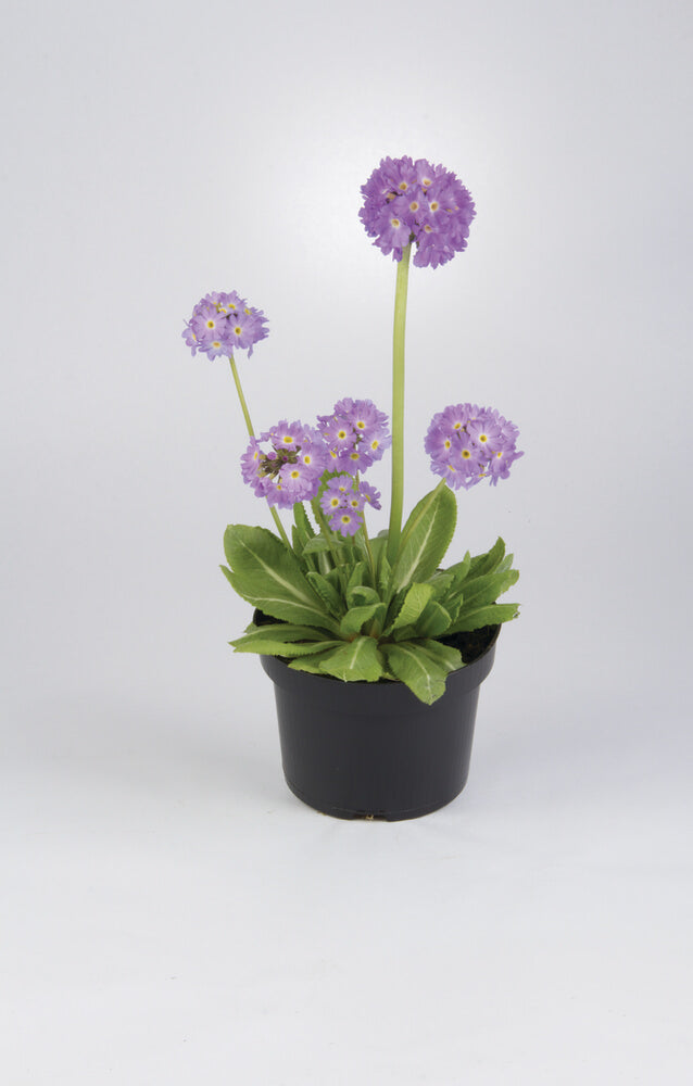 Kugel-Primel (Primula denticulata) 'Prom' in verschiedenen Farben