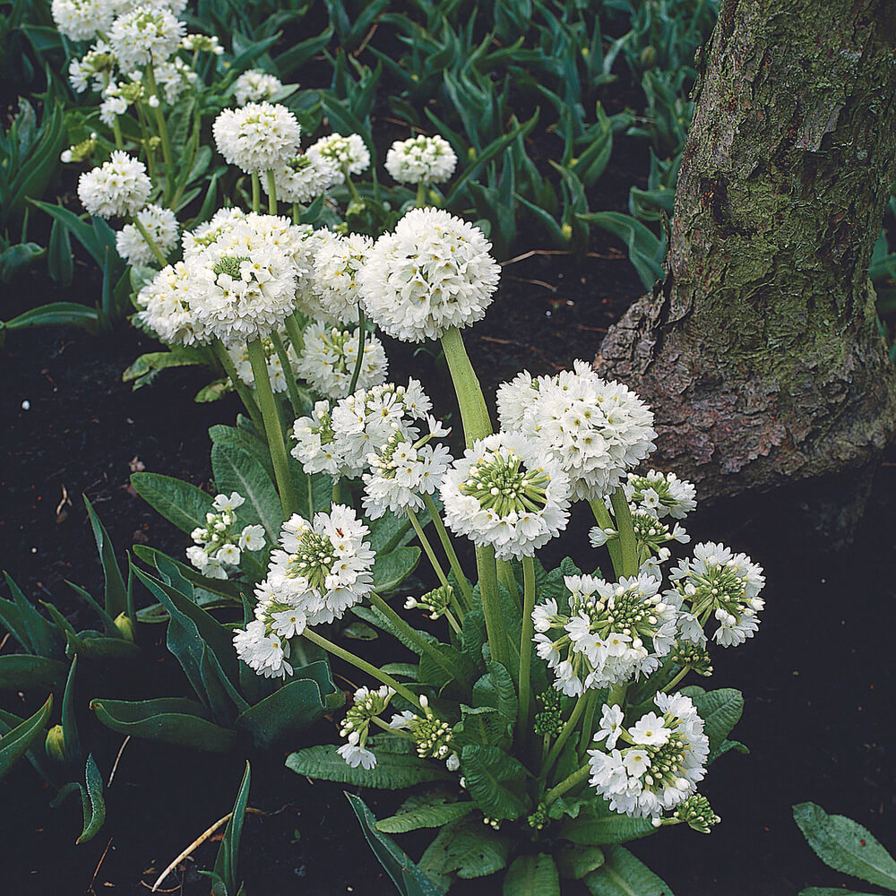 Kugel-Primel (Primula denticulata) 'Prom' in verschiedenen Farben