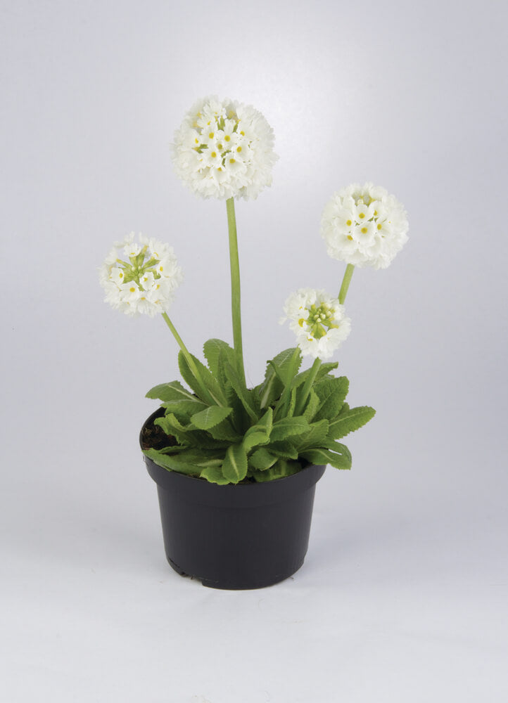 Kugel-Primel (Primula denticulata) 'Prom' in verschiedenen Farben