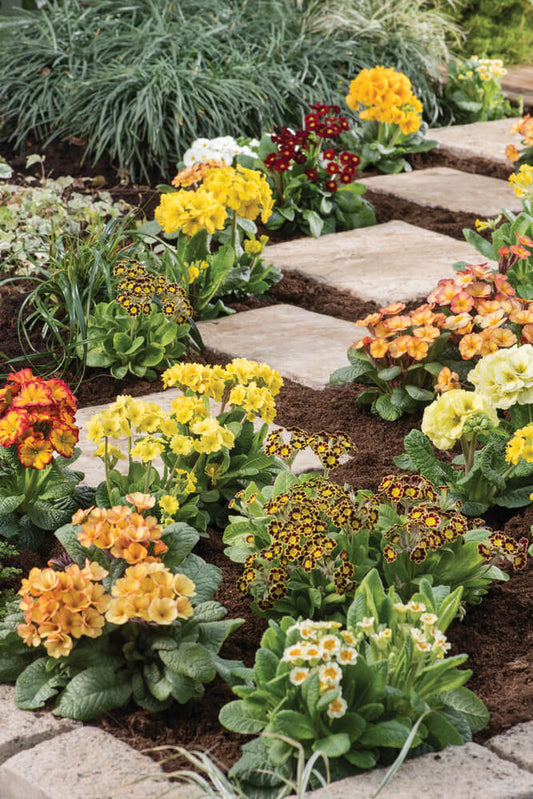 Schlüsselblume (Primula veris) in verschiedenen Sorten | 3 Stück