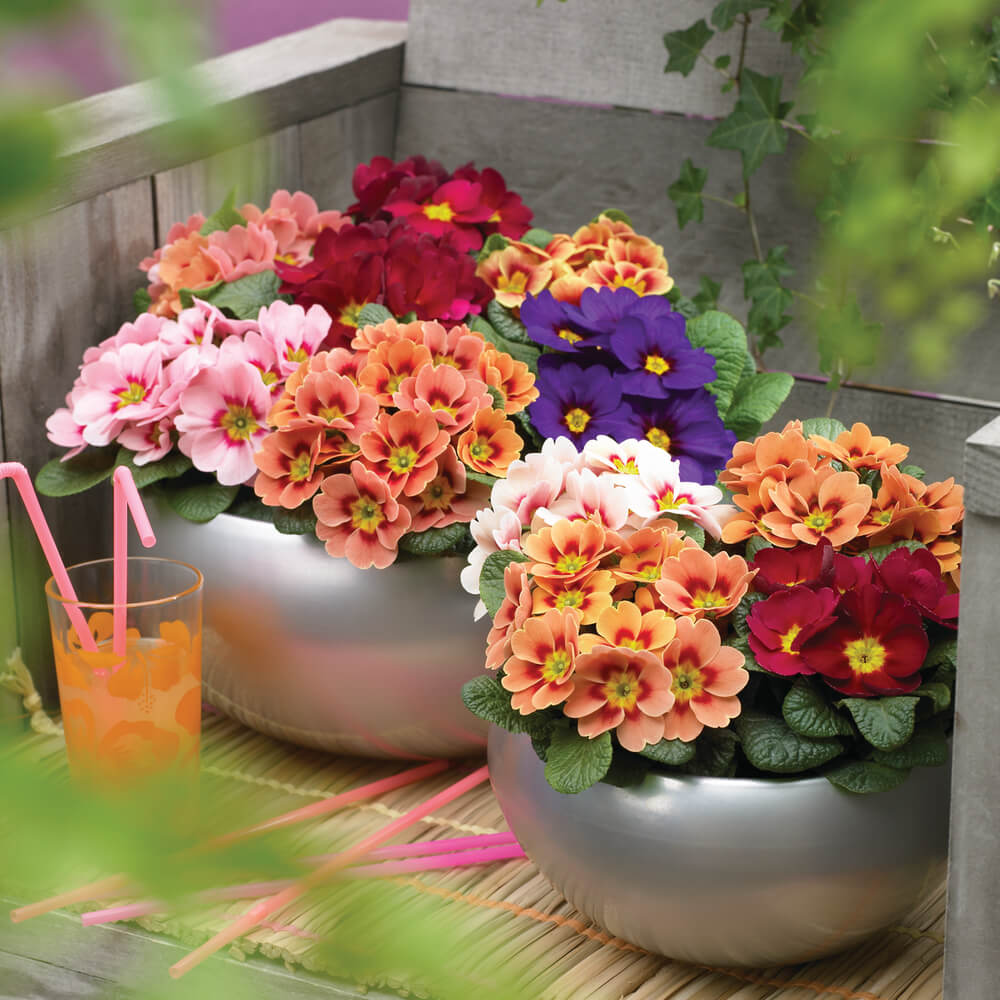 Frühlingsprimel (Primula vulgaris) bunt im Set