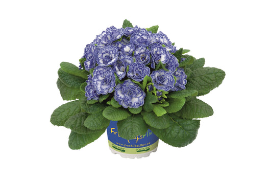 Edle Rosenprimel (Primula vulgaris) 'Belarina' in verschiedenen Farben - winterhart