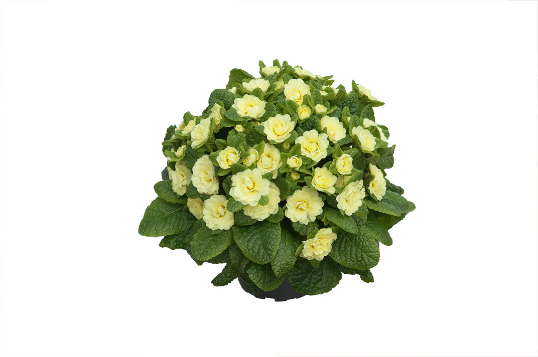 Edle Rosenprimel (Primula vulgaris) 'Belarina' in verschiedenen Farben - winterhart