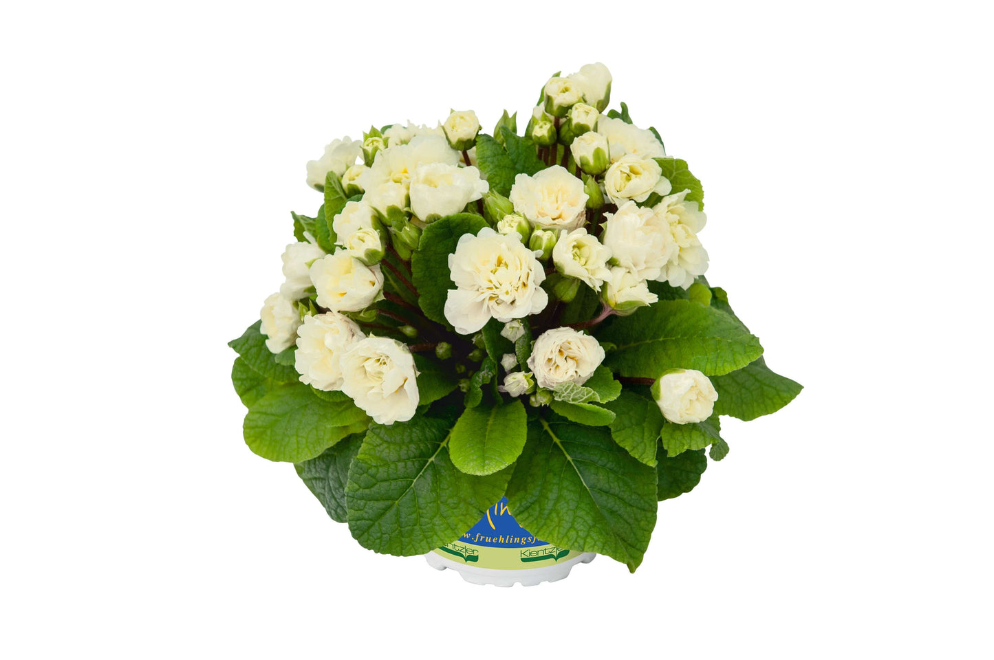 Edle Rosenprimel (Primula vulgaris) 'Belarina' in verschiedenen Farben - winterhart