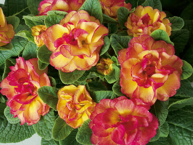 Edle Rosenprimel (Primula vulgaris) 'Belarina' in verschiedenen Farben - winterhart