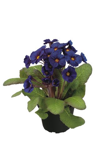 Stielprimel (Primula elatior) 'Spring Bouquet' in verschiedenen Farben