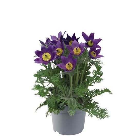 Küchenschelle (Pulsatilla vulgaris ) 'Pulsar' in verschiedenen Farben - winterhart