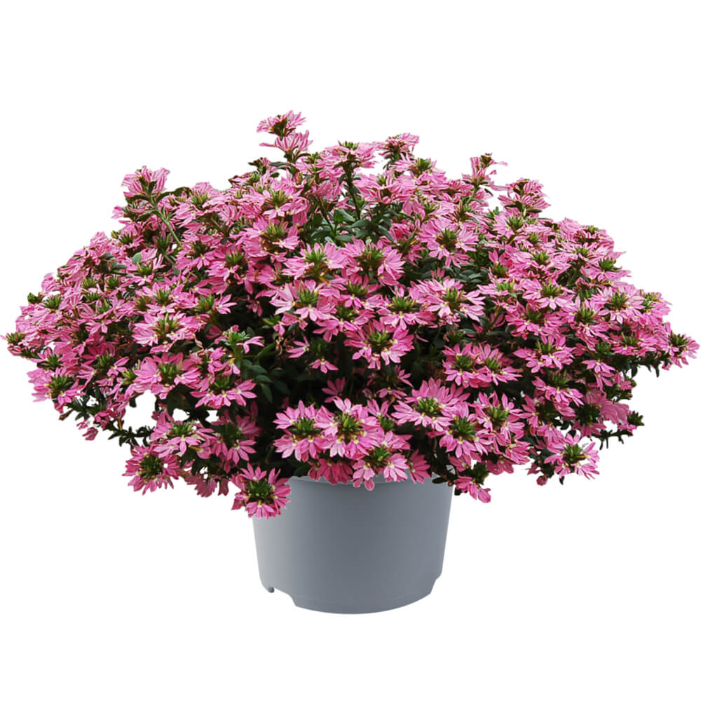 Fächerblume (Scaevola aemula) in verschiedenen Farben