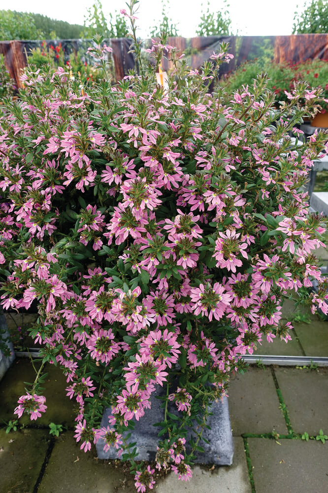 Fächerblume (Scaevola aemula) in verschiedenen Farben