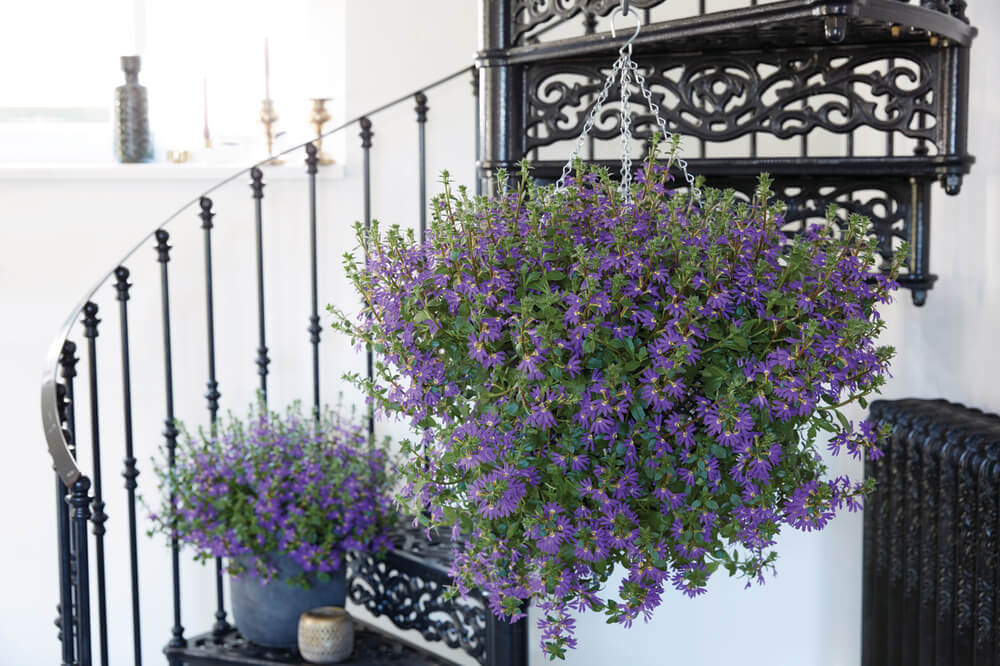 Fächerblume (Scaevola aemula) in verschiedenen Farben
