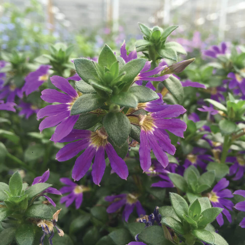 Fächerblume (Scaevola aemula) in verschiedenen Farben