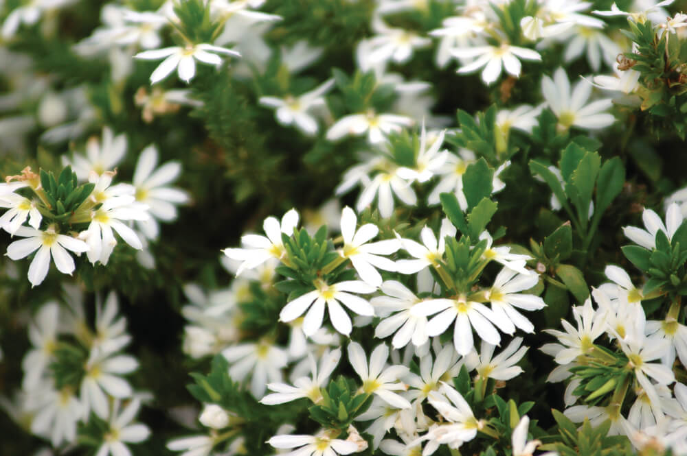 Fächerblume (Scaevola aemula) in verschiedenen Farben