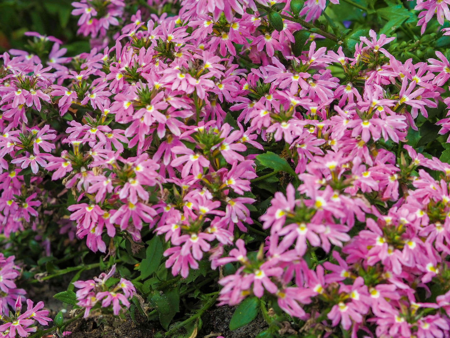 Fächerblume (Scaevola aemula) in verschiedenen Farben