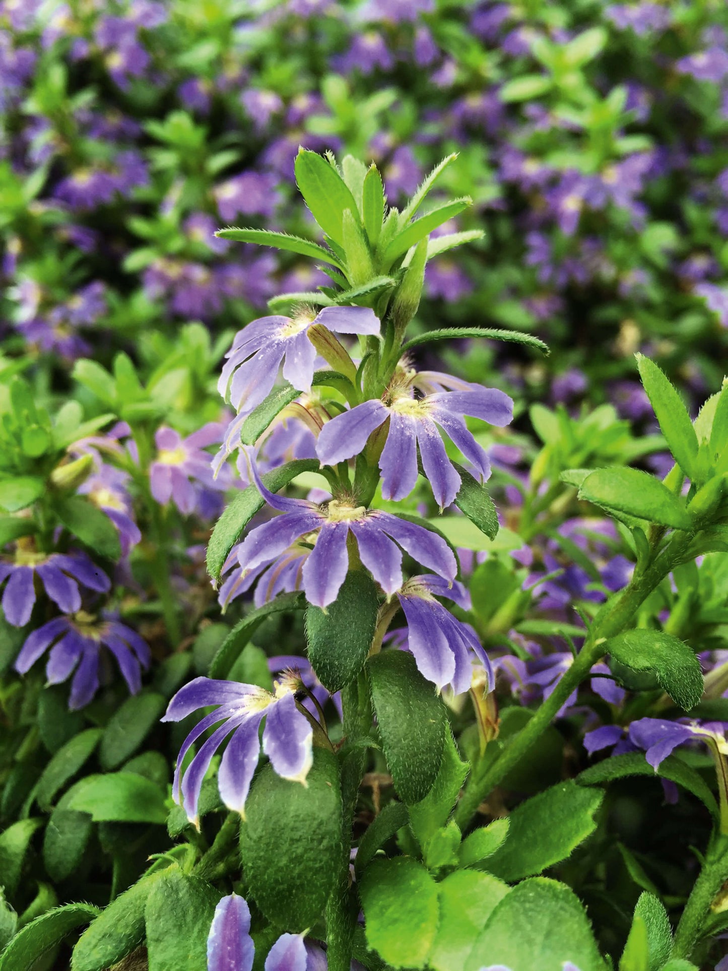 Fächerblume (Scaevola aemula) in verschiedenen Farben