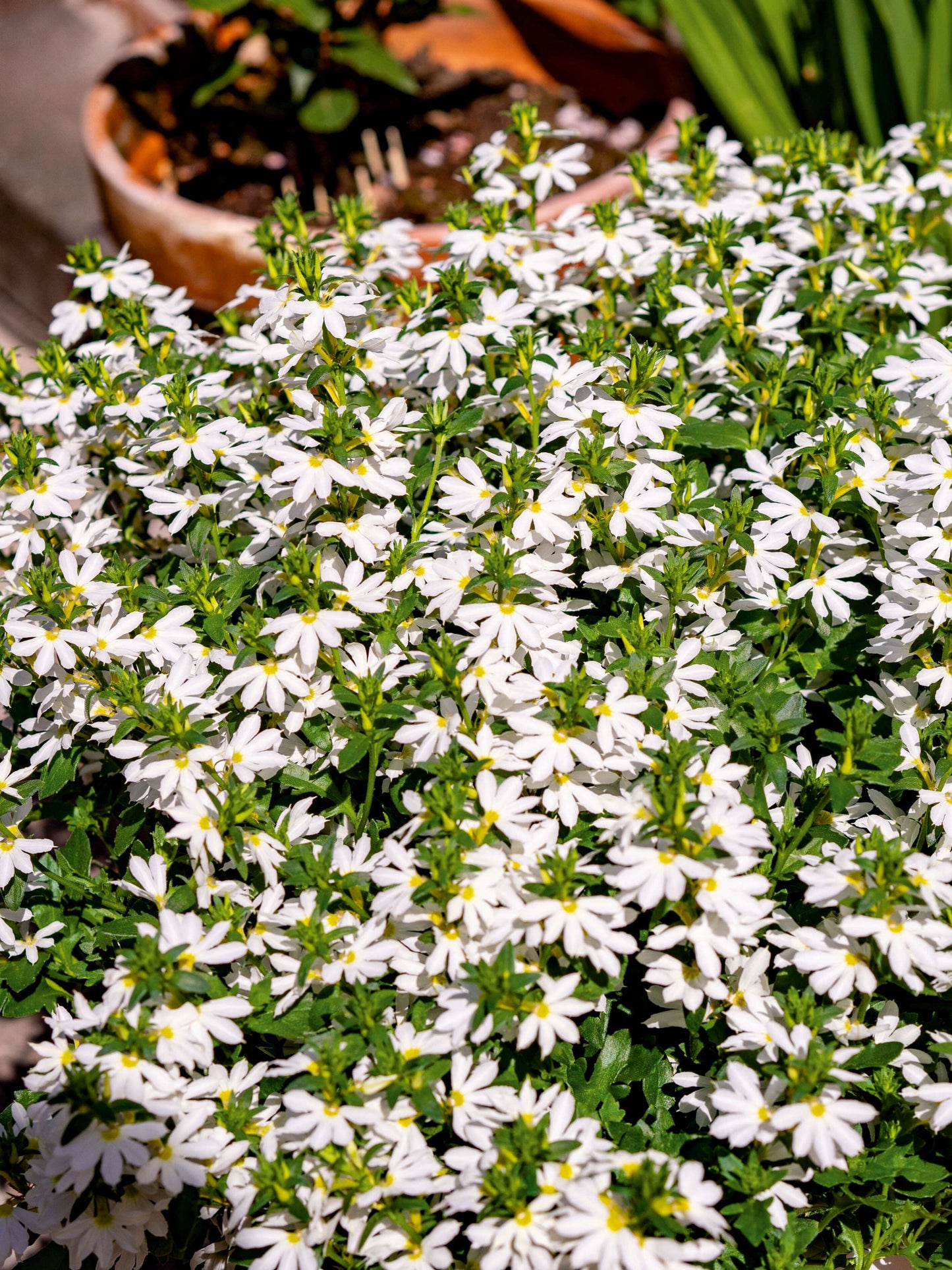 Fächerblume (Scaevola aemula) in verschiedenen Farben