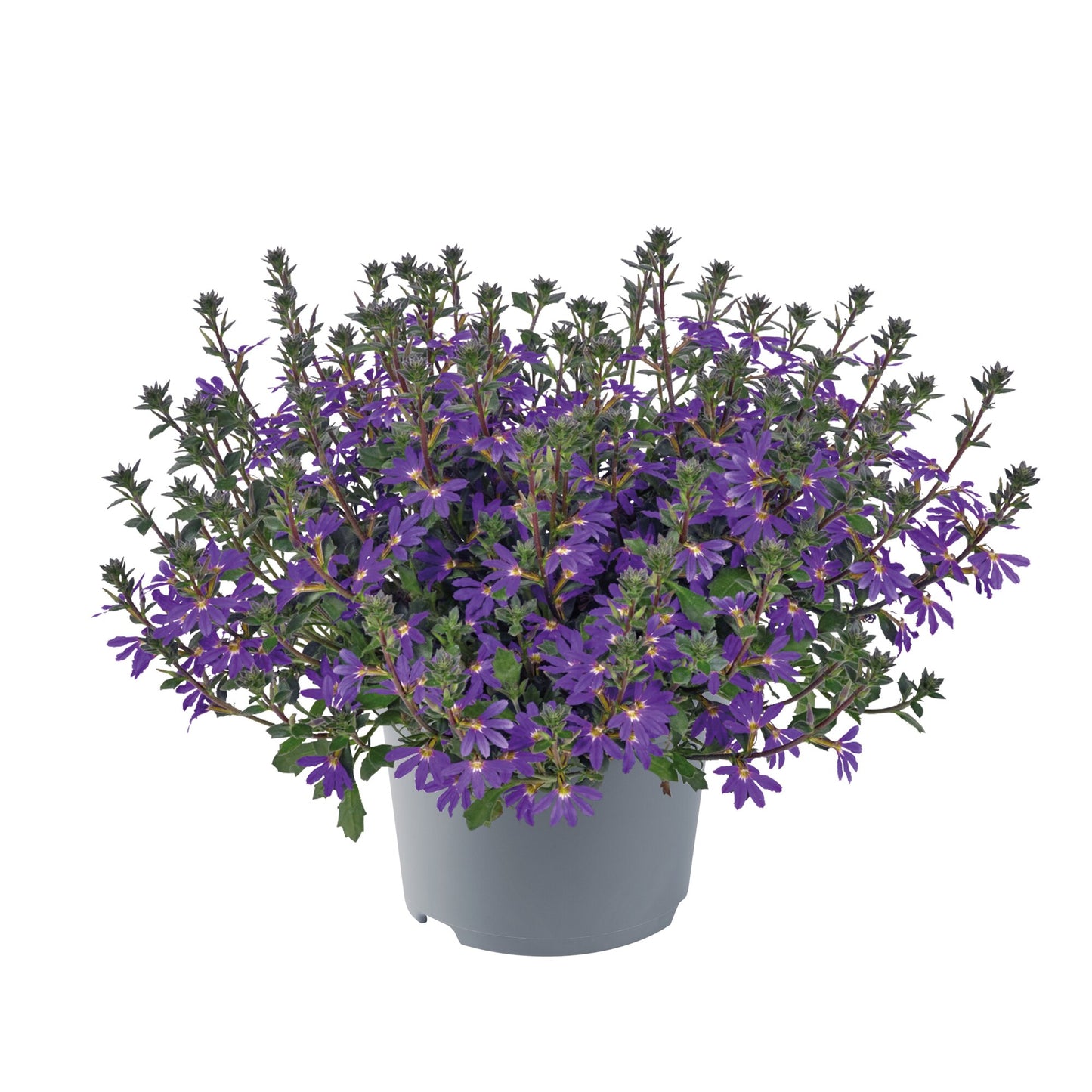 Fächerblume (Scaevola aemula) in verschiedenen Farben
