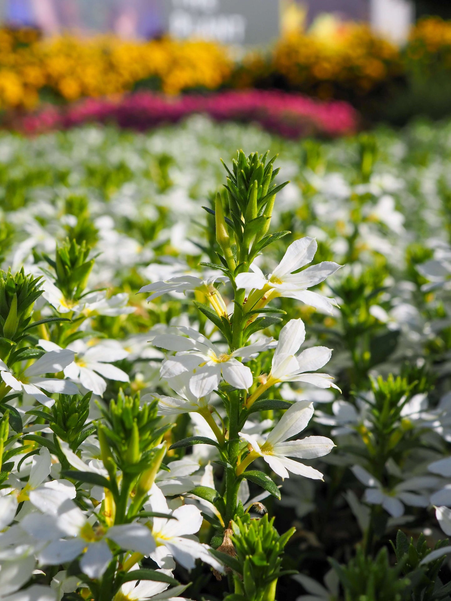 Fächerblume (Scaevola aemula) in verschiedenen Farben
