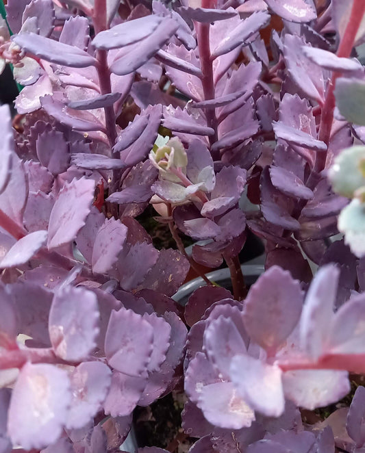 Garten-Fettblatt (Sedum cauticola) 'Red Canyon' T12 - winterhart