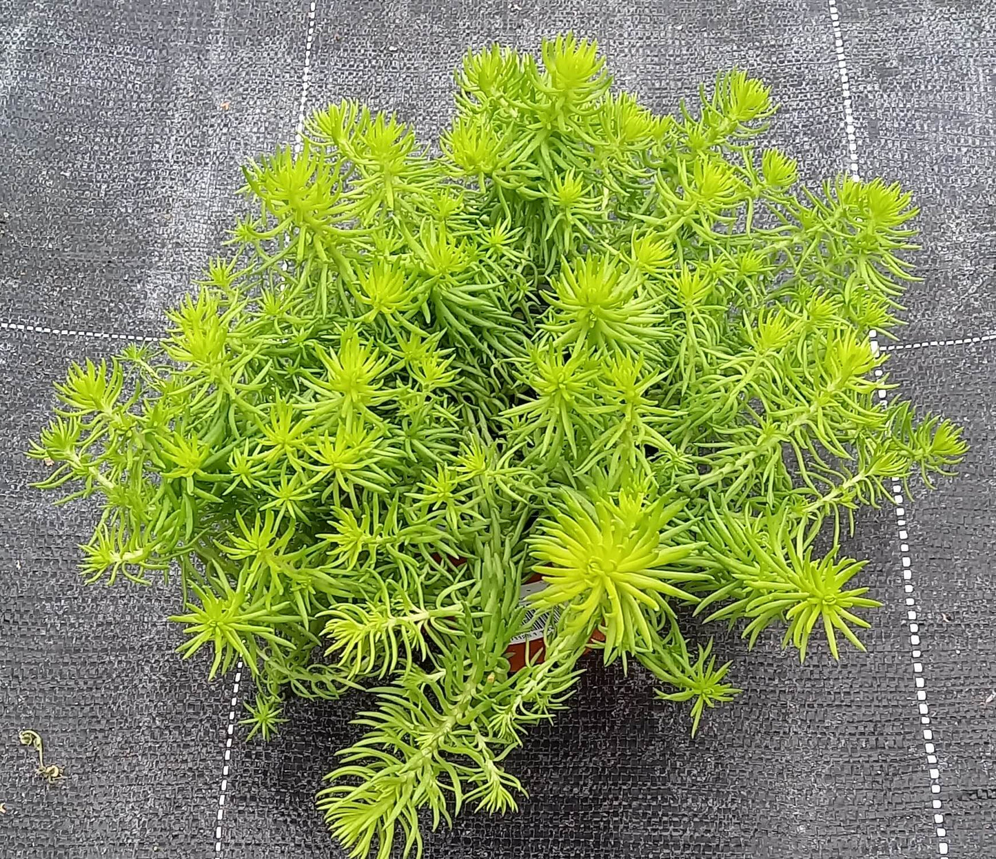 Polsterfetthenne (Sedum x hybridum) 'Hellgrün' T12 - winterhart