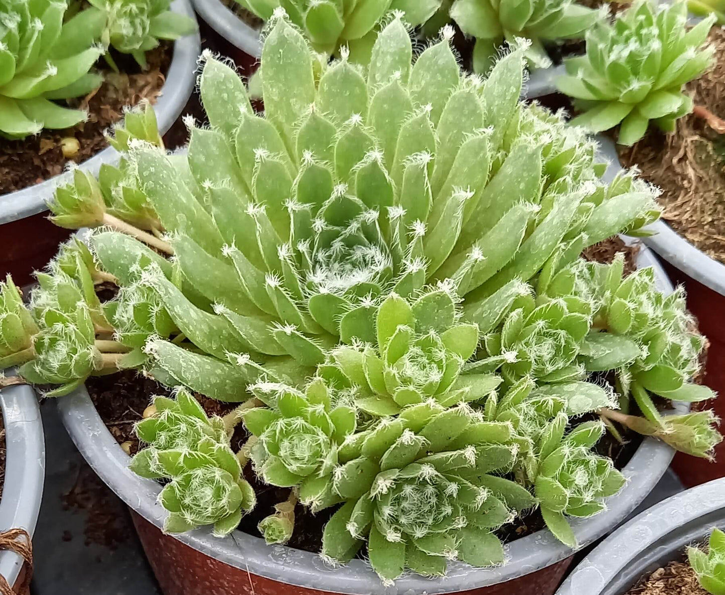 Hauswurz (Sempervivum ) 'Jade Rose' T12